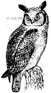 1632 Owl Looking Left