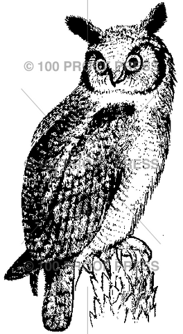 1632 Owl Looking Left