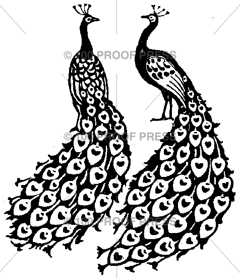 1642 2 Peacocks