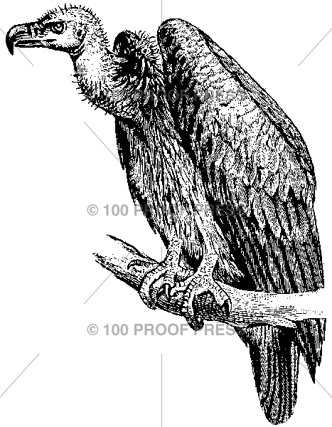 1645 Vulture