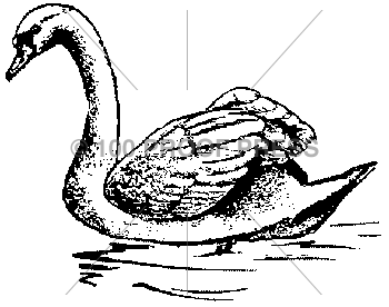 1664 Floating Swan, Small