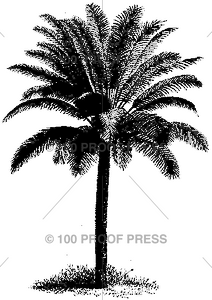 1672 Palm Tree