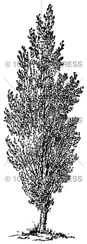 1675 Popular Tree