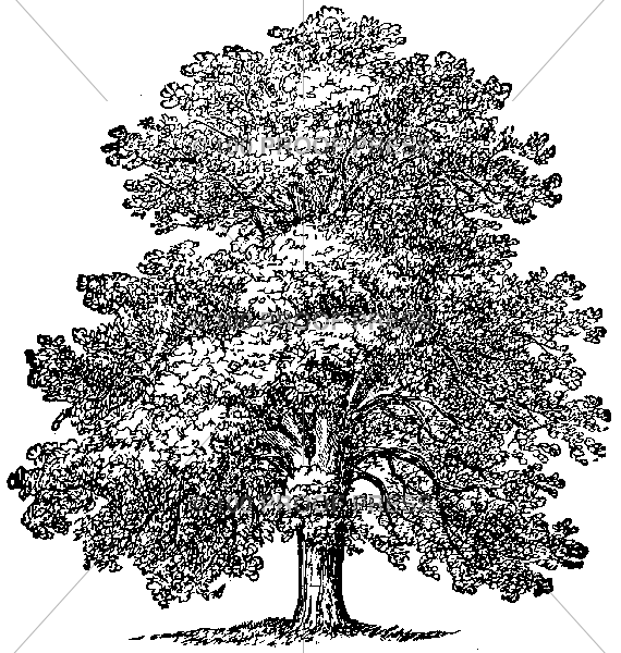 1676 Mature Oak Tree