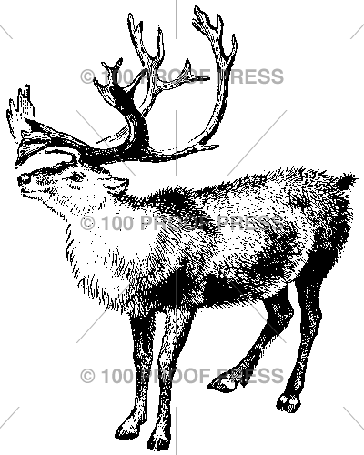 1682 Reindeer