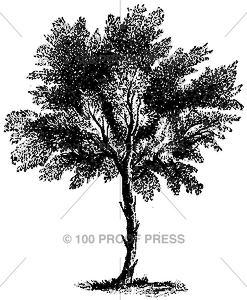 1688 Unidentified Tree