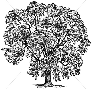 1694 Oak Type Tree