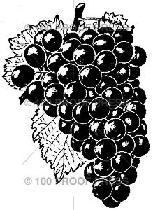 1701 Bunch of Grapes