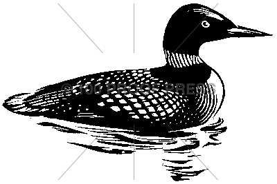 1737 Loon in the Water