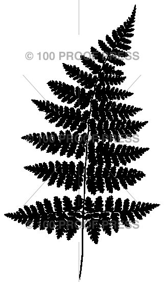 1765 Dark Fern Leaf, Large