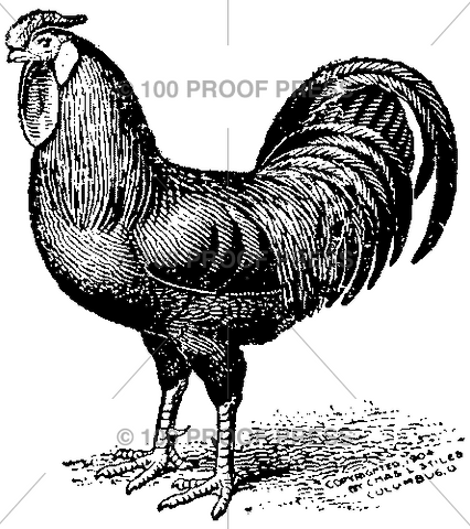 200 Rooster