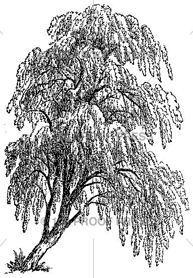 2075 Willow Tree
