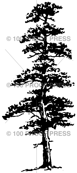 2077 Tall Conifer