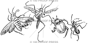 2081 Dancing Bugs