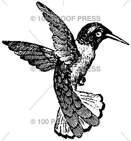 2097 Hummingbird
