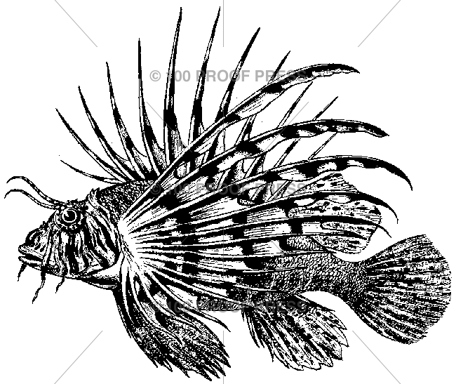 2106 Lion Fish
