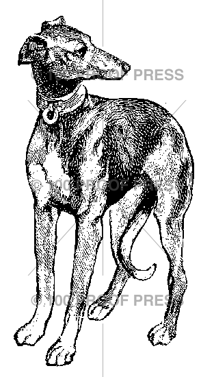 2233 Greyhound Type Dog