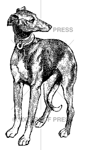 2233 Greyhound Type Dog