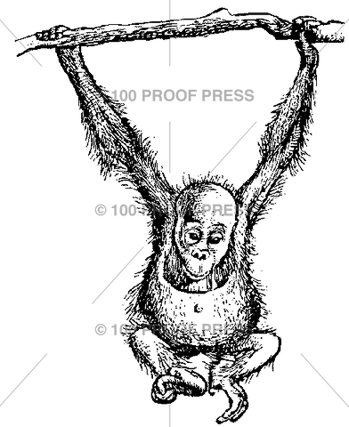 2236 Hanging Orangutan