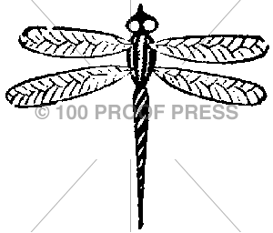 239 Tiny Dragonfly