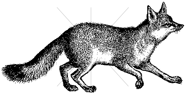 2708 Fox
