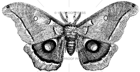 2744 Polyphemus Moth