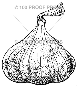 2764 Garlic Bulb