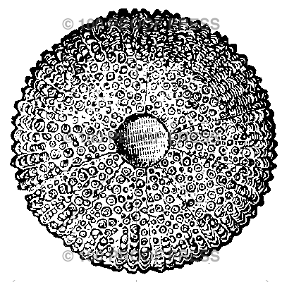 2930 Sea Urchin Skeleton