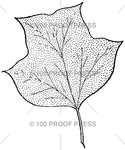 2961 Tulip Poplar Leaf