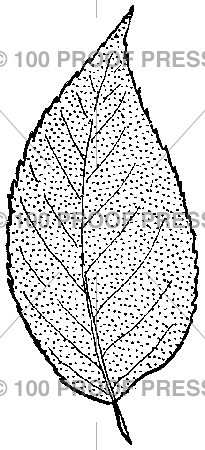 2963 Beech Leaf