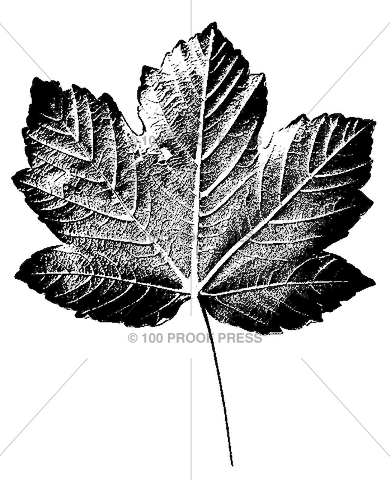 2964 Large Maple Leaf