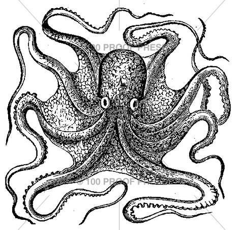3149 Octopus