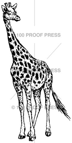 3173 Giraffe