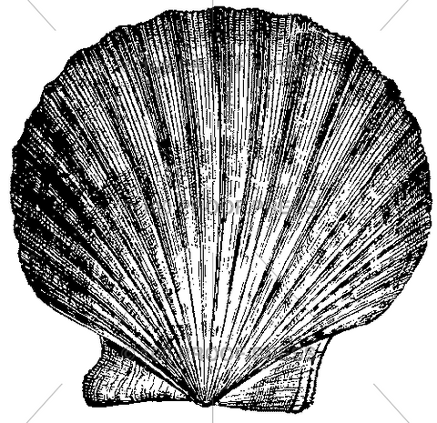 3249 Pilgrim's Scallop Shell