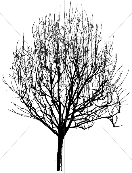 3265 Bare Winter Tree