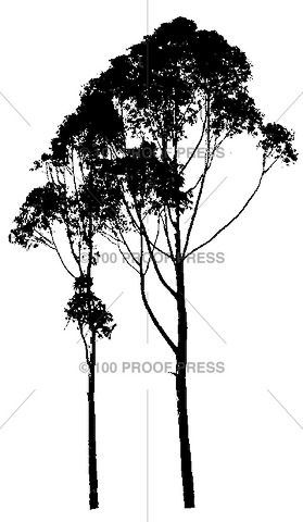 3267 Tall Tree Silhouette, 2 Trunks