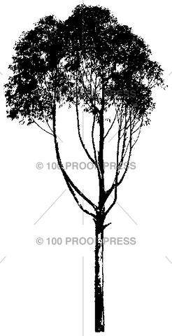 3269 Tall Tree Silhouette, 1 Trunk