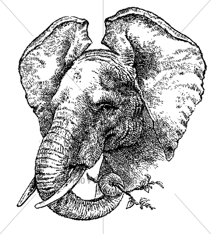 3336 Elephant Head Eating