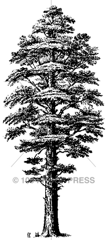 3339 Redwood Tree