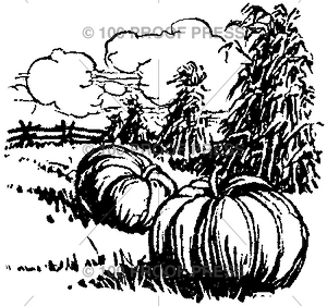 3447 Pumpkins at Harvest