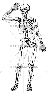 3566 Front Human Skeleton