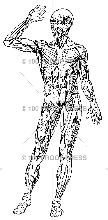 3567 Human Muscles, Front View