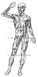 3567 Human Muscles, Front View