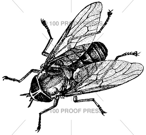 3753 Large Horse Fly