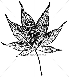 3780 Ohio Buckeye Leaf