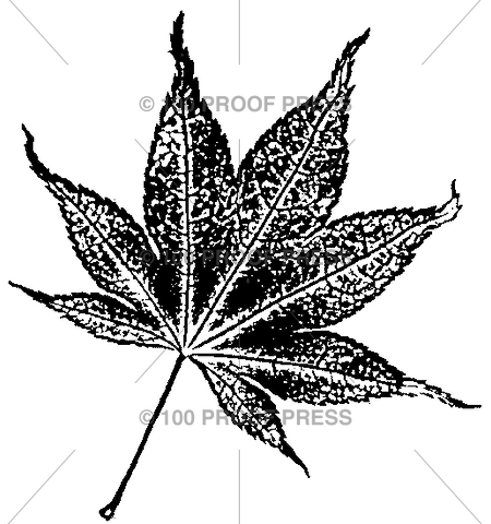 3781 Small Ohio Buckeye Leaf