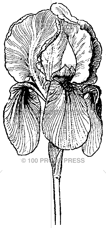 3818 Iris Bloom, Large