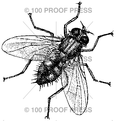 3891 House Fly