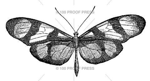 3894 Thyridia Butterfly