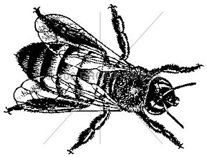 3896 Honey Bee, Large